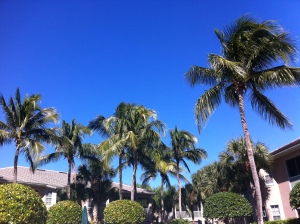 Nothing Beats Florida Palms!